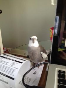 Demonstrating the powerful technique of "cuteness."