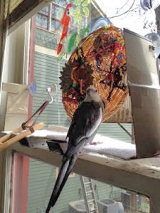 You can also stand in front of it and look threatening to discourage encroaching flock mates.