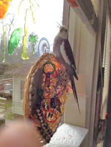 Climbing up onto the top of the toy (while positioning your bottom right over the center of it) is another effective territory-staking maneuver.