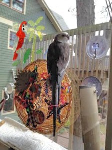 Finally, you can adopt the successful techniques of others, such as powerful red macaws, by posing likewise to discourage toy predators.