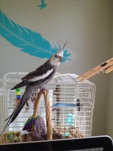 Elevate your crest to signify something exciting is about to unfold (this also gives the fans time to get their cameras ready).