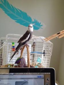 First, stare directly at your fans to make sure they are watching (they nearly always are).