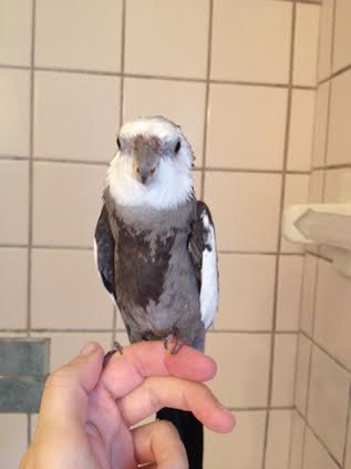 Direct eye contact and a slightly open beak can convey fierceness.