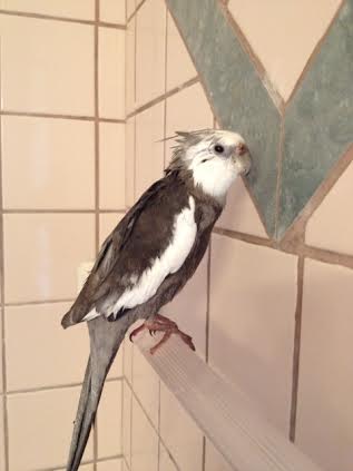 Since birds of prey are very confidence, adopting an air of nonchalance is essential.