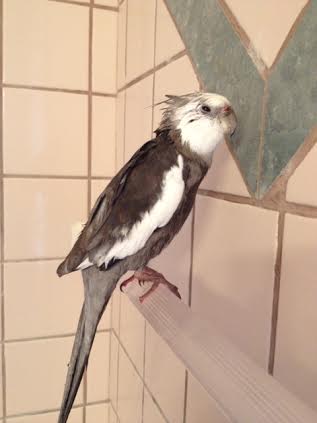 Feigning a nap - common while birds of prey are still digesting their victims - is another great nonverbal communication tool.