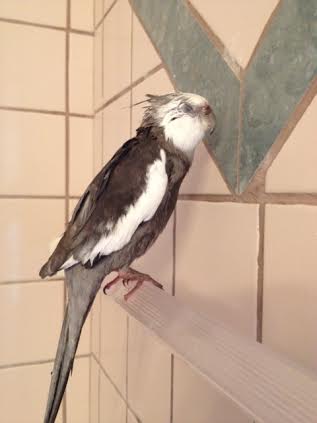 And if you happen to actually fall asleep while you are feigning, this will only enhance your clear position at the top of the food chain.