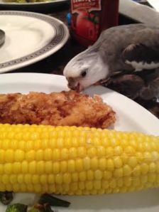 Boy, this is scrumptious! I'm sure glad Mom decided to let me share her plate!
