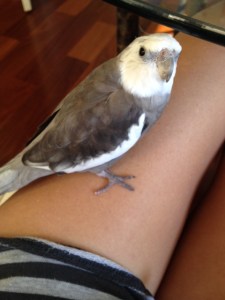 Staring is a great way to tell your bodyguard to get to work.