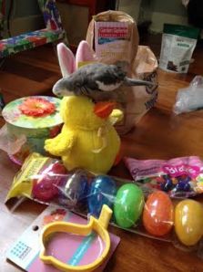 Even though this bird has unusually large ears for its size, anyone could see the guest of honor is avian.