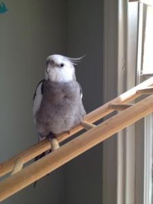 My I'm feeling fine and feathery today!