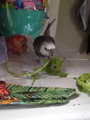 Since practice makes perfect, it never hurts to kill it twice just to be sure.