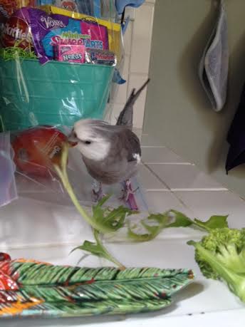 While teaching, it can be helpful to pick up the victim to demonstrate your refined dining style.