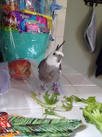 You can stop here and pose again so the press and students can admire your clean "kill."