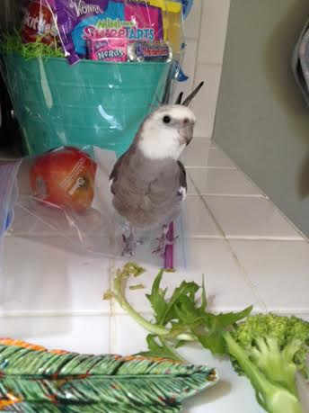 Posing signifies the lesson is over and it is time for the students and press to admire your cuteness and applaud.