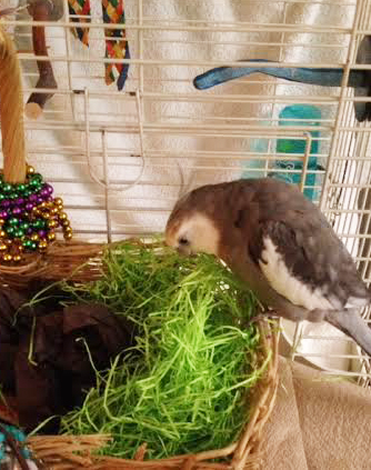 Well I'll be! Finally my large featherless assistant found some attractive furnishings!