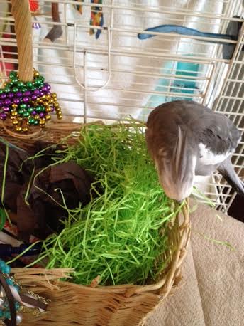 It is plentiful and soft - the ladybirds will love this.