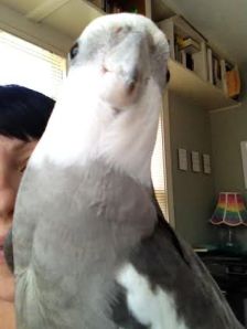 Boy, I look fab in this gizmo!