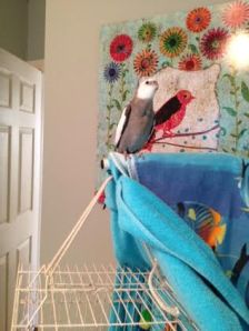 Next you can take an alert posture so the official press photographer can get a clean shot.