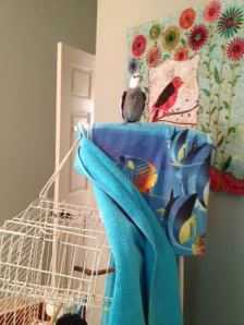 When you stand confidently atop the cage with wings slightly spread, this lets players know you have become King (again).