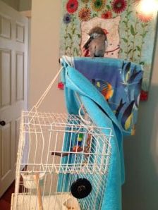 A new session of preening lets players know you are on a break between games.