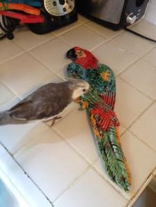 Yup. Looks like feathers alright. Has the wings, the beak, the claws....but I'm not buying it.