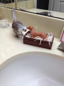 Well I'll be! This dog looks just a small version of the other long lazy furred being in our family - but it is NESTING!