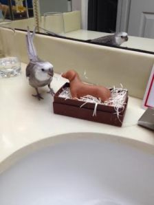 I can't help but notice this is prime nesting real estate. 