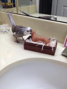 Let me just take a small sample of the nesting material to determine its quality.