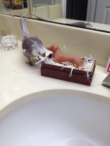 This small dog is not very good at defending his turf - I'll just take another small sample.