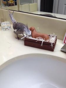 Boy, this is really quite a find! I think I'll designate this as my "alternate nest."