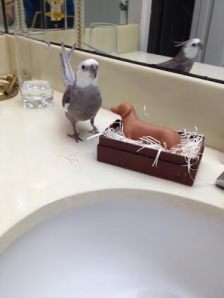 Mom, I've just annexed this nest. Could you please remove the other occupant so I can move in?