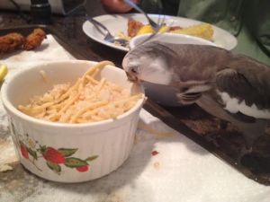 I'm full now - I'll just clean my beak on the side of the dish and then Grandpa can have the rest.