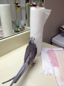 Well my goodness. This white stuff looks like the same stuff that Mom uses to line my cage (and every other surface in our house)!