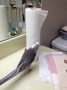 I never realized it came from a tree!