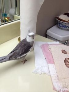 Mom, look! I found a paper towel tree FULL of shreddables!!