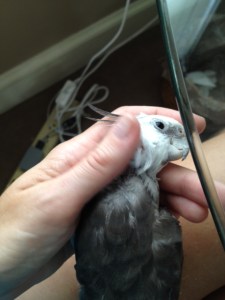 If you prefer (and she has done a particularly good job) you may allow her to scratch your neck feathers for her payment instead.