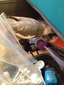 Hmmm. Where could those little white lily-livered cowards be hiding this time?