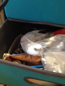 Aha! Just as I suspected, hiding in a plastic bag as usual!