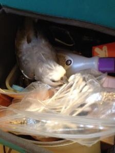 I've got you in my beak now - prepare to die!