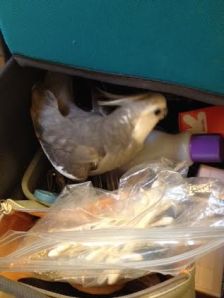 My keen "anti Q-tip" senses are picking up a telltale vibe.