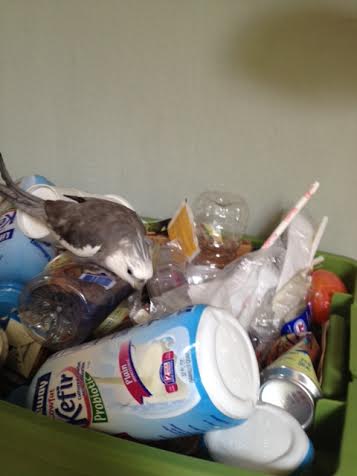 Some more plastic. Wow, Mom sure does use a lot of plastic! I'll have to ask for more paper next time....better for shredding.