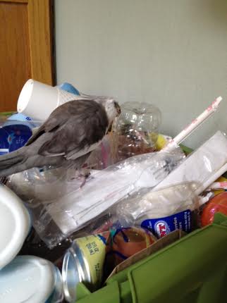 It's recycling day tomorrow. I'd better check everything out before I have Mom carry it out to the curb.