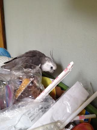 Straw = paper + plastic. Check.