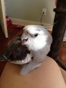 Hissing and biting is another way to issue work orders.