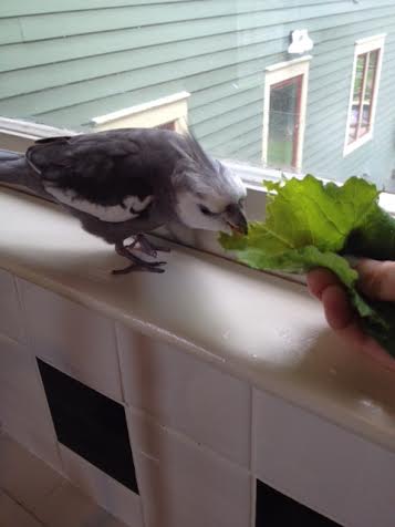 I'll try one more time to instruct my large featherless assistant on how to truly enjoy a green garden.