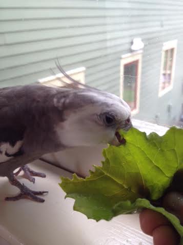 See how soothing this is? I am feeling more calm and peaceful already!