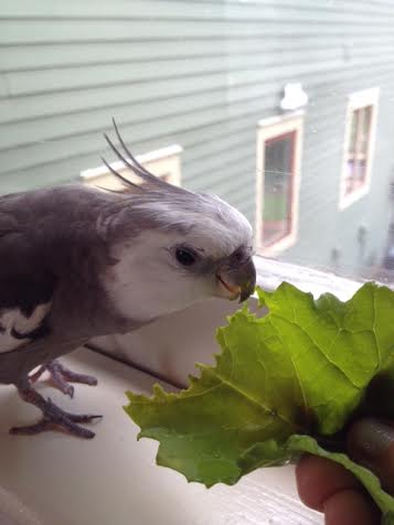 Now, watch closely, Mom - I'm going to demonstrate step-by-step.