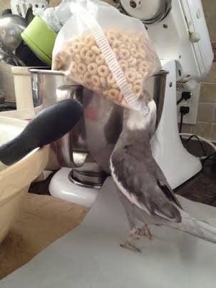 Although they do have some kind of exterior defense....kind of reminds me of another one of my favorites, "plastic bag."