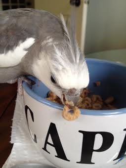 This one is trying hard to slip through my beak, which gives me a great opportunity to demonstrate my best weapon - the gladiator "bite o' death."
