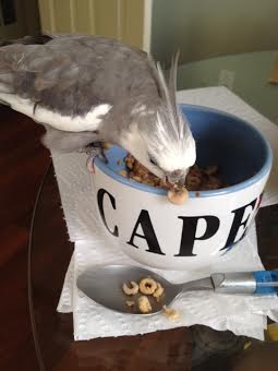 My prey only gets two choices - be consumed or plunge to their death.